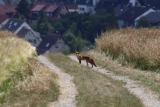 Fuchs sucht Hase in Aidlingen (2)